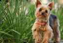 A yorkshire terriers előnyei és hátrányai